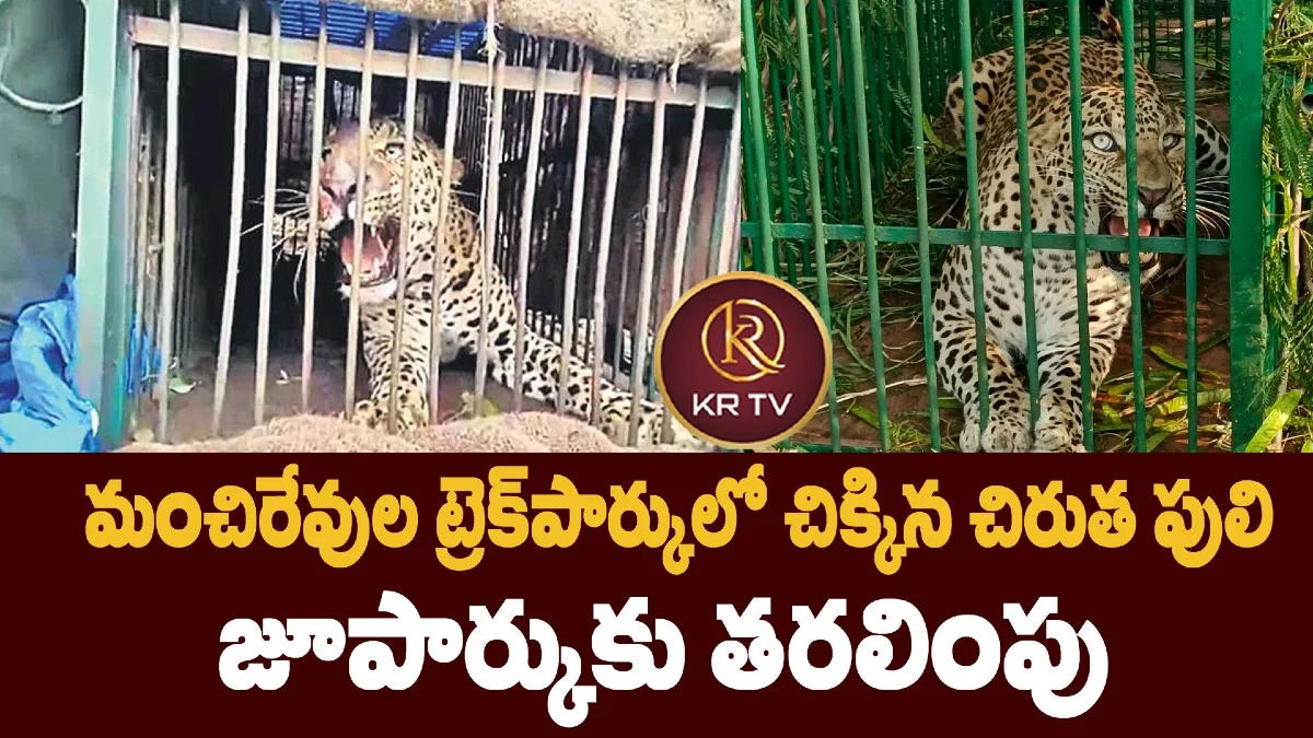 మంచిరేవుల ట్రెక్పార్కులో చిక్కిన చిరుత పులి – జూపార్కుకు తరలింపు